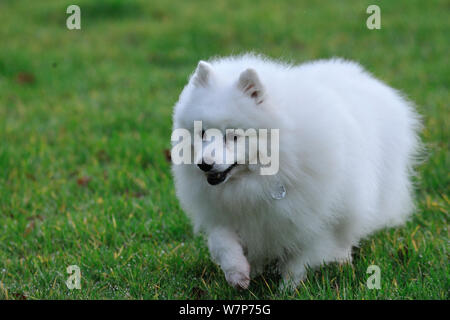 Haushund, Japan Spitz. Stockfoto