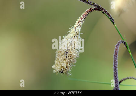 Hängend Segge (Carex pendula) Stoke Holz, Devon, Mai. Stockfoto