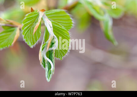 Die Buche (Fagus sylvatica) neue Blätter, Stoke Woods, Devon, Mai. Stockfoto