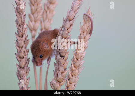 Ernte Maus (Micromys Minutus) auf Getreidesaatgut Kopf. Großbritannien, Oktober. Captive Stockfoto