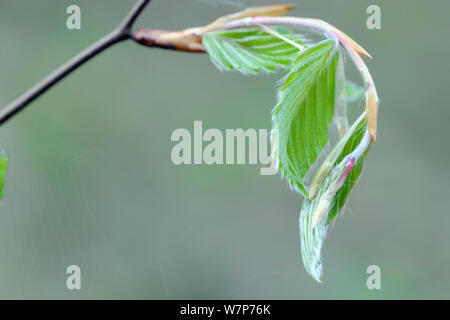 Die Buche (Fagus sylvatica) neue Blätter. Stoke Woods, Devon, Mai. Stockfoto