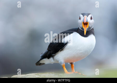 Papageitaucher (Fratercula arctica), nach Aufruf, Inner Farne Islands, Northumberland, Juni Stockfoto