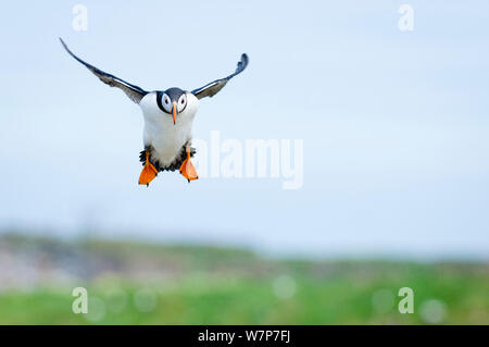 Papageitaucher (Fratercula arctica) Erwachsenen an, Inner Farne Islands, Northumberland, Juni Stockfoto