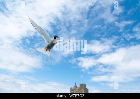 Küstenseeschwalbe (Sterna Paradisaea), Erwachsene verteidigt ihr Nest, Inner Farne Islands, Northumberland, Juni Stockfoto