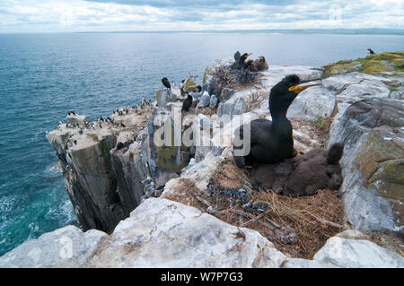 Allgemeine Ansicht der Verschachtelung Klippe an der inneren Farne Insel, Northumberland. Europäische shag (Phalacrocorax aristotelis) im Vordergrund, Dreizehenmöwe (Rissa tridactyla), Trottellummen (Uria aalge) und Tordalk (Alca torda) im Hintergrund. Juni Stockfoto