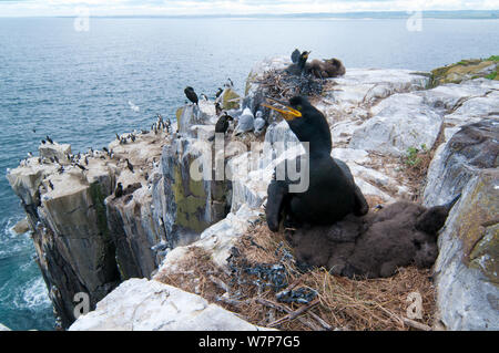 Allgemeine Ansicht der Verschachtelung Klippe an der inneren Farne Insel, Northumberland. Europäische shag (Phalacrocorax aristotelis) im Vordergrund, Dreizehenmöwe (Rissa tridactyla), Trottellummen (Uria aalge) und Tordalk (Alca torda) im Hintergrund. Juni Stockfoto