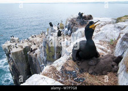 Allgemeine Ansicht der Verschachtelung Klippe an der inneren Farne Insel, Northumberland. Europäische shag (Phalacrocorax aristotelis) im Vordergrund, Dreizehenmöwe (Rissa tridactyla), Trottellummen (Uria aalge) und Tordalk (Alca torda) im Hintergrund. Juni Stockfoto