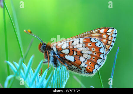 Marsh Fritillary Schmetterling (Euphydryas aurinia) in Ruhe. Powerstock gemeinsame Naturschutzgebiet, Dorset, UK, Mai. Stockfoto