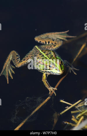 Marsh Frosch (Rana ridibunda) in Wasser. Bexington, Dorset, UK, Mai. Stockfoto