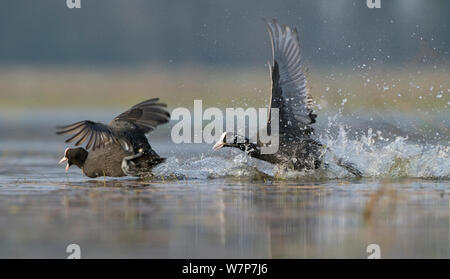 Blässhuhn (Fulica atra) blässhuhn ist ein anderes Jagen in einem territorialen Streitigkeiten, La Dombes See, Frankreich, April Stockfoto