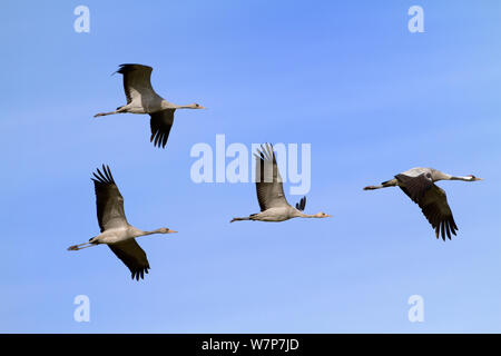 Kranich (Grus Grus) Herde fliegen, Mecklenburg-Vorpommern, Deutschland, Oktober Stockfoto