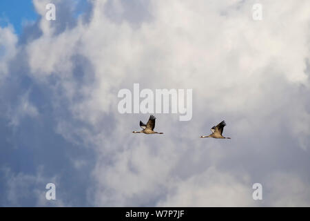 Kranich (Grus Grus) Paar fliegen vor Wolken, Mecklenburg-Vorpommern, Deutschland. Oktober Stockfoto