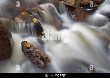 Hoegne Fluss am Rand der "Hoge Venen' Nature Reserve, in herbstlichen Farben, Ardennen, Belgien, November Stockfoto