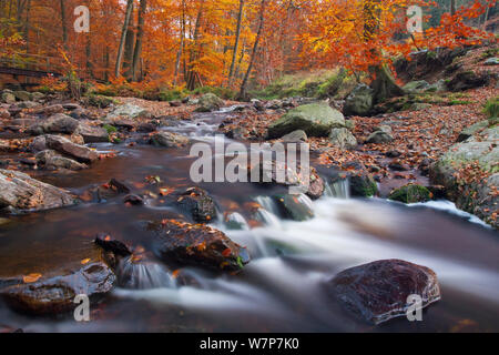 Hoegne Fluss am Rand der "Hoge Venen' Nature Reserve, in herbstlichen Farben, Ardennen, Belgien, November Stockfoto