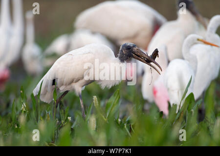 American Wood Ibis (Mycteria americana) Fütterung auf Wels in einem Trockenschrank Pool, am Ende der Trockenzeit viele Reiher verschiedener Arten versammeln sich auf die freiliegenden Fische zu füttern. Südliches Pantanal, Mato Grosso Sul Zustand, Brasilien, August tun Stockfoto