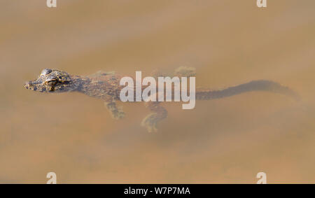 Spectacled Kaimane (Caiman crocodilus) Baby schwimmen im Wasser von einem Altarm, Pantanal, Brasilien Stockfoto