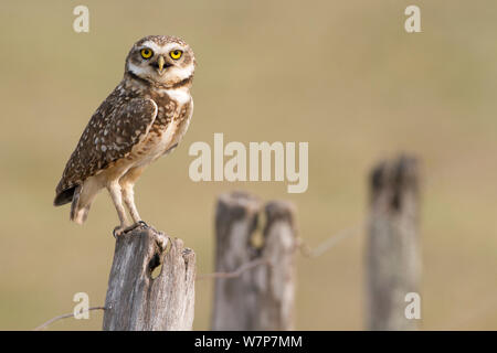 Grabende Eule (Athene cunicularia) auf Zaun Pfosten thront, südlichen Pantanal, Mato Grosso Sul Zustand, Brasilien, August tun Stockfoto
