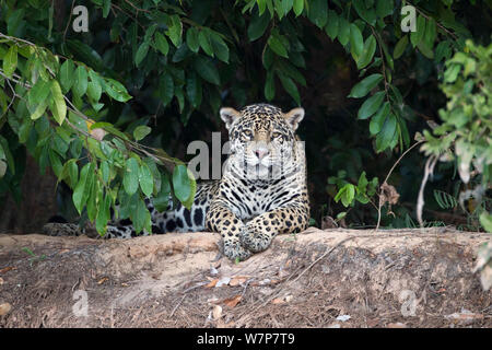 Jaguar (Panthera onca) ruht auf einem Ufer in Pantanal, Brasilien. Stockfoto