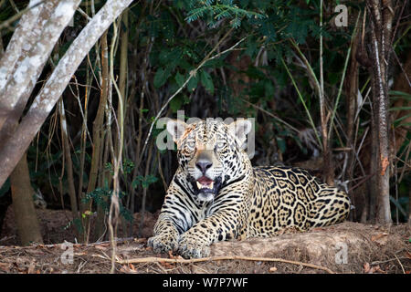 Jaguar (Panthera onca) ruht auf einem Ufer in Pantanal, Brasilien. Stockfoto