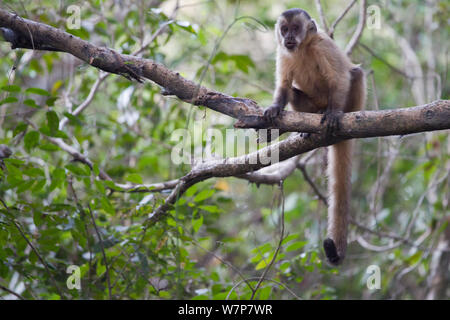 Braun bedeckte Kapuziner (Cebus apella) im Baum, Pantanal, Mato Grosso, Brasilien Stockfoto