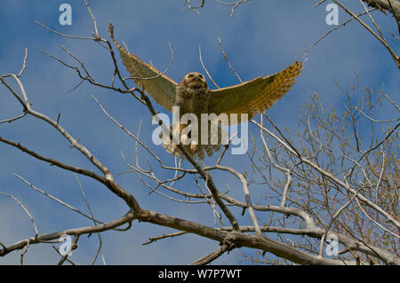 Great Horned Owl (Bubo virginianus) im Flug über die Filialen. Saskatchewan, Kanada, Mai. Stockfoto
