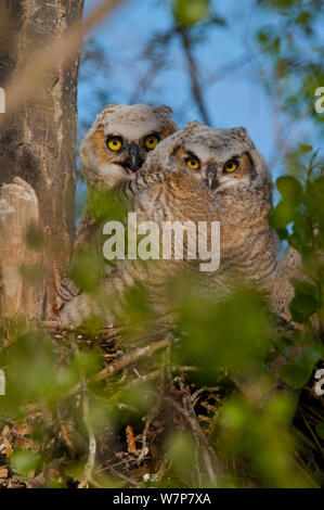 Great Horned (Bubo virginianus) Bezeichnung im Nest. Saskatchewan, Kanada, Februar. Stockfoto
