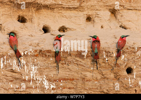 Carmine Bienenfresser (Merops nubicus) Neben nest Löcher in River Bank in South Luangwa, Sambia September Stockfoto