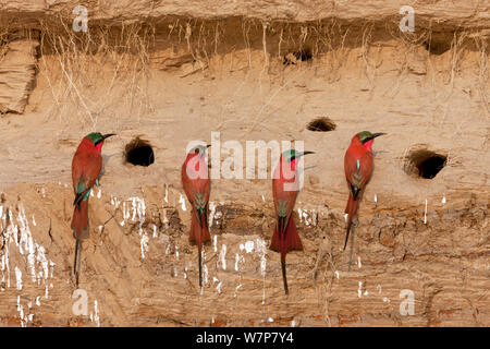 Carmine Bienenfresser (Merops nubicus) Neben nest Löcher in River Bank in South Luangwa, Sambia September Stockfoto