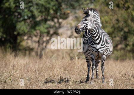 Crawshay von Zebra (Equus quagga crawshayi) im South Luangwa, Sambia. Dies ist eine Unterart der Plains zebra und hat eine sehr schmale Streifen im Vergleich zu anderen Formen der Ebenen Zebra. Stockfoto