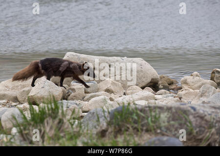 Arctic Fuchs (Vulpes lagopus) im Sommer Mantel, Yankicha Island in den Kuril Island Chain, Russischen Fernen Osten. Polarfüchsen wurden von japanischen Yankicha Pelzhändler, die wollten eine Zucht Bevölkerung näher an Japan als Bering Insel, der südlichste Teil des natürlichen Spektrum des Arctic fox zu Beginn eingeführt. Stockfoto