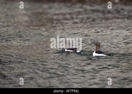 Brunnichs trottellummen/dicke Rechnung murres (Uria lomvia) auf der Meeresoberfläche, Gör Chirpoy Inseln, Kurils, Russischen Fernen Osten, Juni Stockfoto