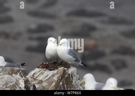 Dreizehenmöwe (Rissa tridactyla) Paar auf Felsen auf Tyuleniy Insel im kuril Island chain thront, Russischen Fernen Osten, Juni Stockfoto