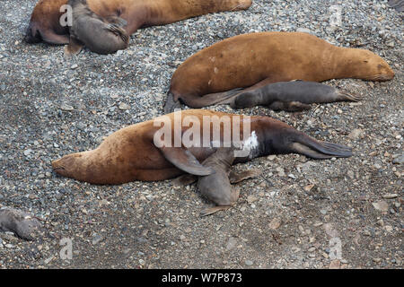 Northern Fell Dichtung (Callorhinus ursinus) weibliche Krankenpflege neu geborener Welpen mit anderen hinter sich, Tyuleniy Insel, Russischen Fernen Osten, Juni Stockfoto