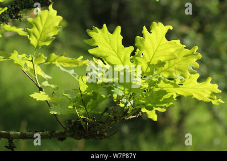 Trauben-eiche (Quercus pontica) Baum Blätter. Radnorshire Wildlife Trust Nature Reserve, Wales, Großbritannien, Juni. Stockfoto