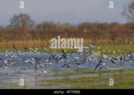 Schwarze Leitung Möwen Chroicocephalus ridibundus) im Winter Gefieder im Flug über andere Fütterung auf überschwemmten Wiese auf der Somerset Levels nach mehreren Tagen Regen, UK, Dezember. Stockfoto