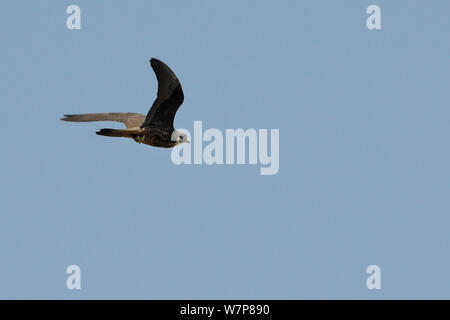 Eleonorenfalken (Falco eleonorae) pale Morph fliegen Vergangenheit eine Aus in seinen Krallen, Samos, Griechenland, August. Stockfoto