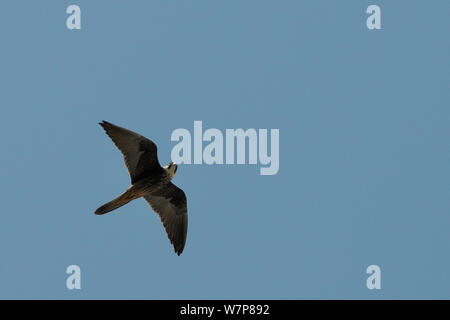 Eleonorenfalken (Falco eleonorae) pale Morph flying Overhead, Samos, Griechenland, August. Stockfoto