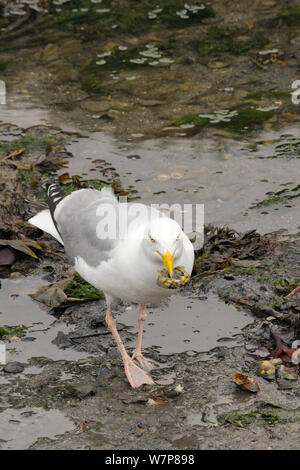 Silbermöwe (Larus argentatus) Essen einer Shore Crab (Carcinus maenas), die in der Mündung bei Ebbe Looe, Cornwall, Großbritannien, Juni gefangen hat. Stockfoto