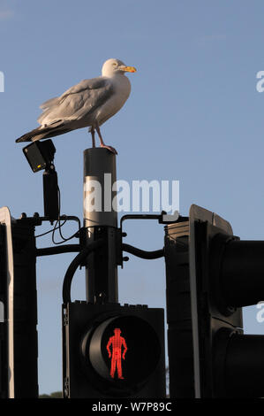 Silbermöwe (Larus argentatus) auf Ampel Support durch einen Fußgängerübergang, auf der Suche nach Essen, Looe, Cornwall, UK, August thront. Stockfoto