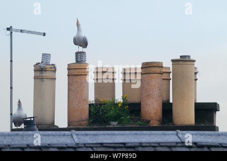 Silbermöwe (Larus argentatus) paar Anrufen aus ihrem Nest auf dem Dach-Website unter Schornstein Töpfe, Edinburgh, Schottland, Großbritannien, Juni. Stockfoto