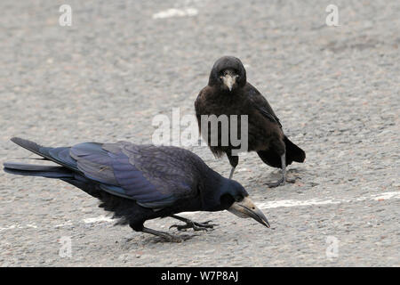 Saatkrähen (Corvus frugilegus) Erwachsenen und Jugendlichen scavenging Essen left-overs von Touristen in der Autobahnraststätte Parkplatz fallengelassen, Dumfries und Galloway, Schottland, Großbritannien, Juli. Stockfoto