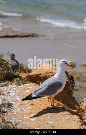 Atlantic Gelb legged Gull (Larus michahellis) Aufruf, wie er auf sandsteinfelsen Nest in der Nähe von seinen Chick steht mit einem wave Beach im Hintergrund gewaschen, Praia da Rocha, Algarve, Portugal, Juni. Stockfoto