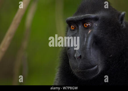 Celebes/Schwarz crested Makaken (Macaca nigra) Reifen männlichen Kopf, Portrait, Tangkoko National Park, Sulawesi, Indonesien. Stockfoto