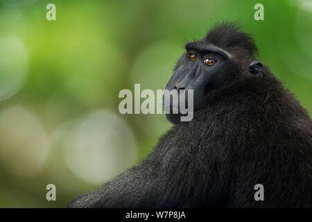 Celebes/Schwarz crested Makaken (Macaca nigra) reife Männer sitzen, Porträt, Tangkoko National Park, Sulawesi, Indonesien. Stockfoto