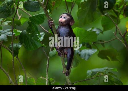 Celebes/Schwarz crested Makaken (Macaca nigra) Baby im Alter von weniger als 1 Monat spielen in einem Baum, Tangkoko National Park, Sulawesi, Indonesien. Stockfoto