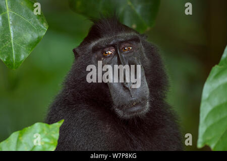 Celebes/Schwarz crested Makaken (Macaca nigra) Reifen männlichen Kopf, Portrait, Tangkoko National Park, Sulawesi, Indonesien. Stockfoto