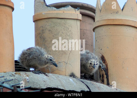 Silbermöwe (Larus argentatus) Küken unter Schornsteine, auf der Dachterrasse, Bridgewater, UK, Juni Stockfoto