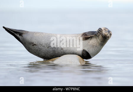 Die Hafenrobbe (Phoca vitulina) wurde auf einem kleinen Felsen, Svalbard, Norwegen, ausgezogen Stockfoto