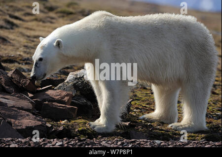 Eisbär (Ursus maritimus) Fütterung auf Eier aus skua's Nest, Svalbard, Norwegen, Juli Stockfoto