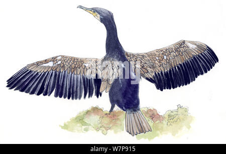 Abbildung: der Kormoran (Phalacrocorax carbo) mit Flügeln ausgestreckt. Bleistift und Aquarell Malerei. Stockfoto